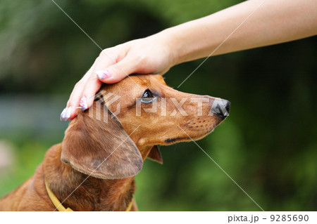 obedience dog 9285690
