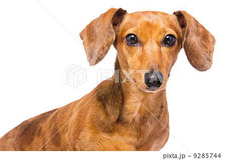 Dachshund Dog 9285744