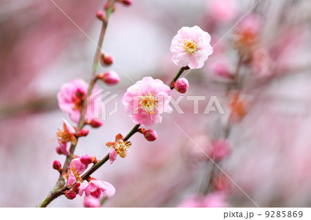 Flowers of cherry blossoms on spring day Flowers of cherry blossoms on spring day 9285869