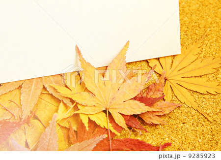 Greeting card with maple 9285923