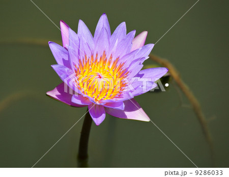 waterlily flower waterlily flower 9286033