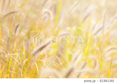 Reed and sunlight 9286180