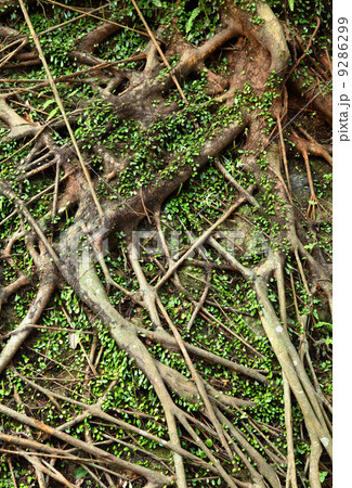 tree roots 9286299