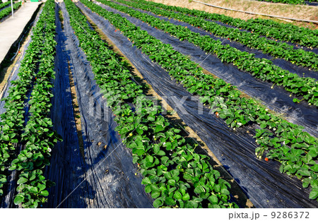field 9286372