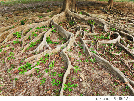 tree roots 9286422