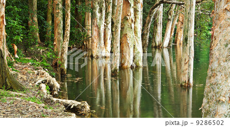 tree in water 9286502
