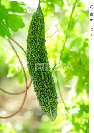bitter melon bitter melon 9286525