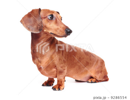 dachshund dog 9286554