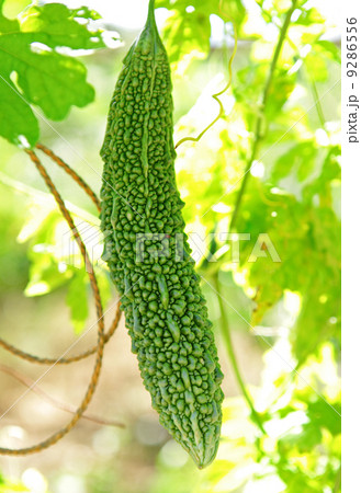 bitter melon on vine 9286556