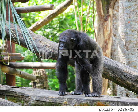 chimpanzee chimpanzee 9286705