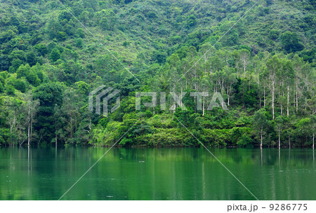 lake in forest 9286775