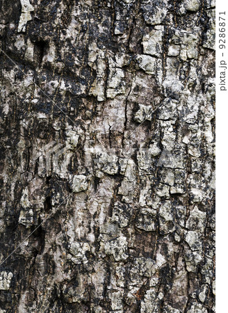 Tree bark texture Tree bark texture 9286871