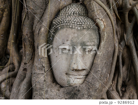 Buddha head in banyan tree 9286912