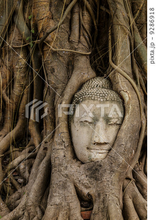 Buddha head in old tree 9286918