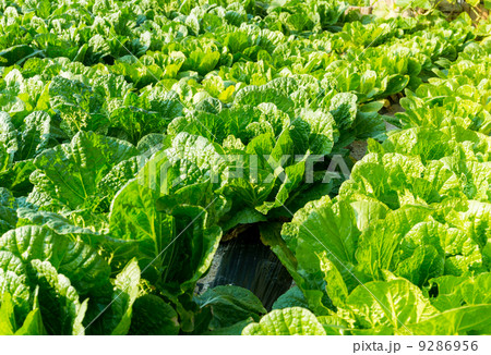Fresh lettuce in field 9286956