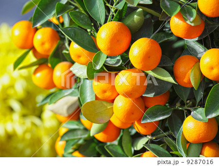 chinese kumquat for chinese new year chinese kumquat for chinese new year 9287016