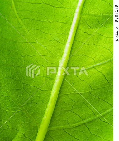 green leaf texture green leaf texture 9287179