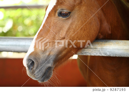 horse horse 9287193