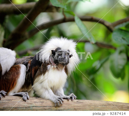 cotton top monkey cotton top monkey 9287414