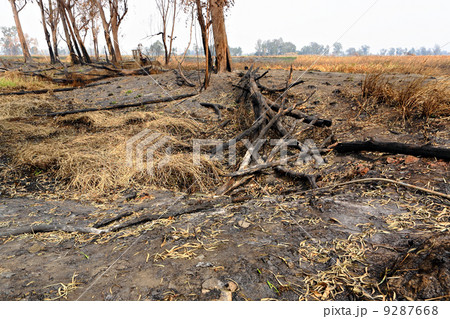 forest after fire burn 9287668