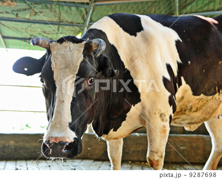 cow at farm 9287698
