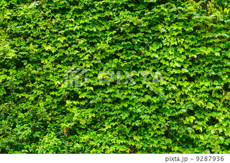 Green ivy leaves 9287936