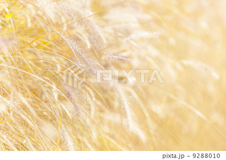Wild grass under sunset 9288010