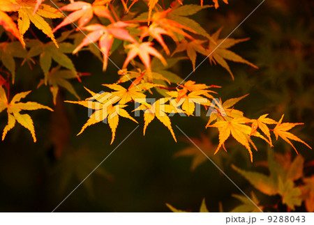 Autumn maple leaves 9288043