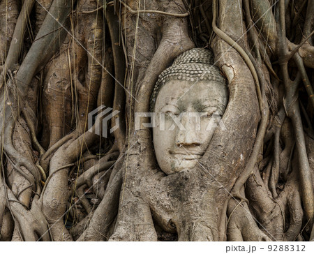 Buddha head in old tree 9288312