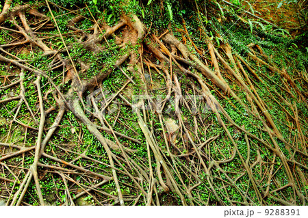 tree air root 9288391