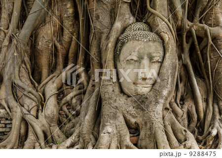 Buddha head in old tree Buddha head in old tree 9288475