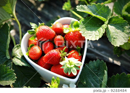 Fresh picked strawberries in heart shape bowl Fresh picked strawberries in heart shape bowl 9288484