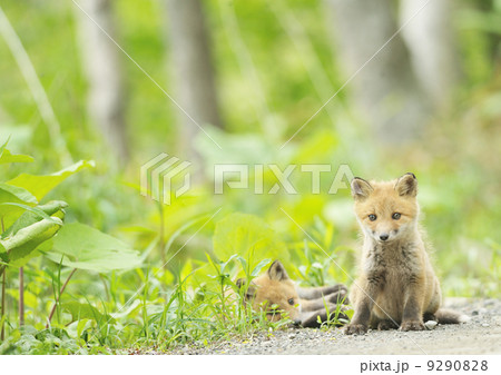 寝てる子ぎつねと座ってる子ぎつね 9290828