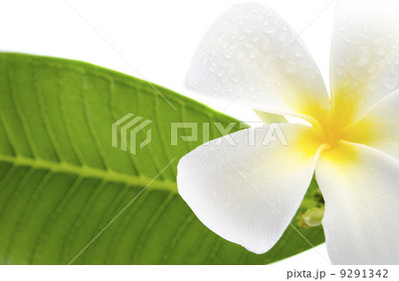 frangipani 9291342