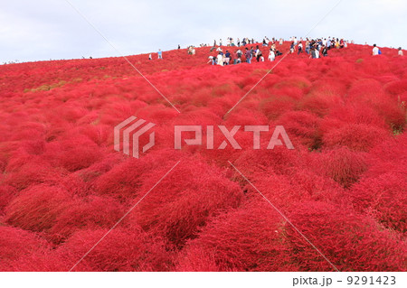 コキアの丘 コキアの丘 9291423
