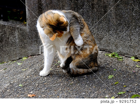 神社の猫 9291752