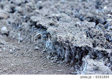 霜柱 霜柱 9291894