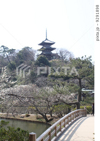 梅の名所　横浜三溪園の三重塔 9291898