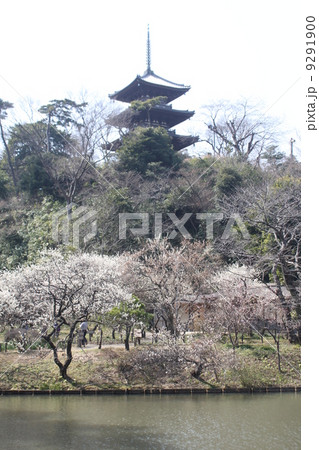 梅の名所 横浜三溪園の三重塔2 梅の名所 横浜三溪園の三重塔2 9291900