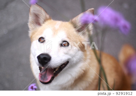 笑顔で見つめる犬 9291912