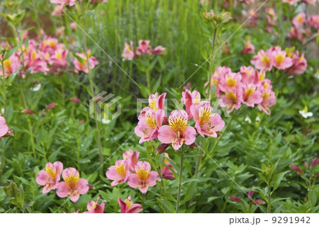 アルストロメリア 9291942