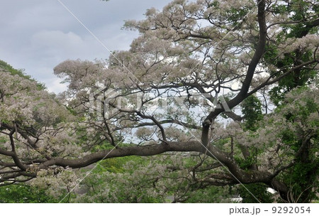 栴檀の花 9292054
