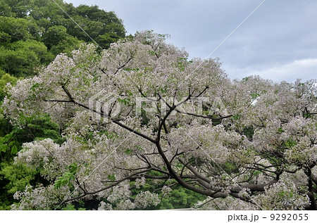 栴檀の花 9292055
