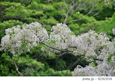 栴檀の花 9292056