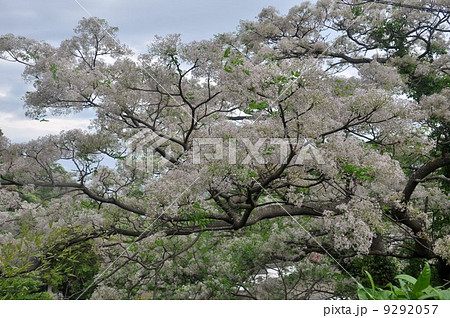 栴檀の花 9292057