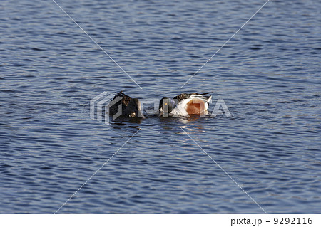 ハシビロガモ ハシビロガモ 9292116