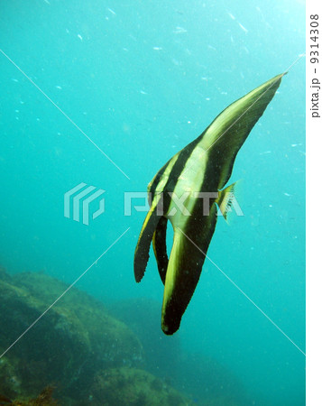 ツバメウオ 幼魚の写真素材