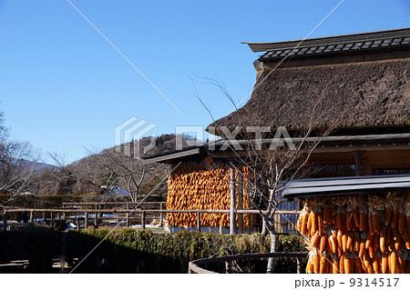 12月実 トウモロコシ・イネ科04干しトウモロコシ 12月実 トウモロコシ・イネ科04干しトウモロコシ 9314517