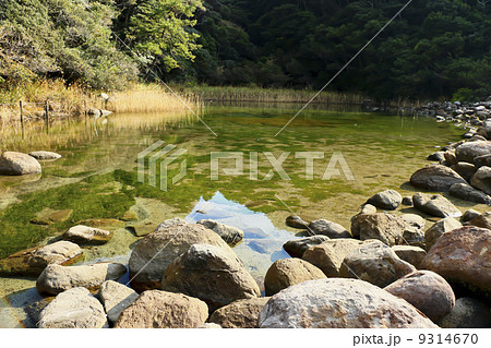 シラタマモ自生地【徳島県出羽島・大池】 9314670