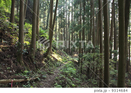 八草の滝への道 八草の滝への道 9314684